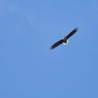 Seeadler