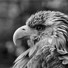 Seeadler