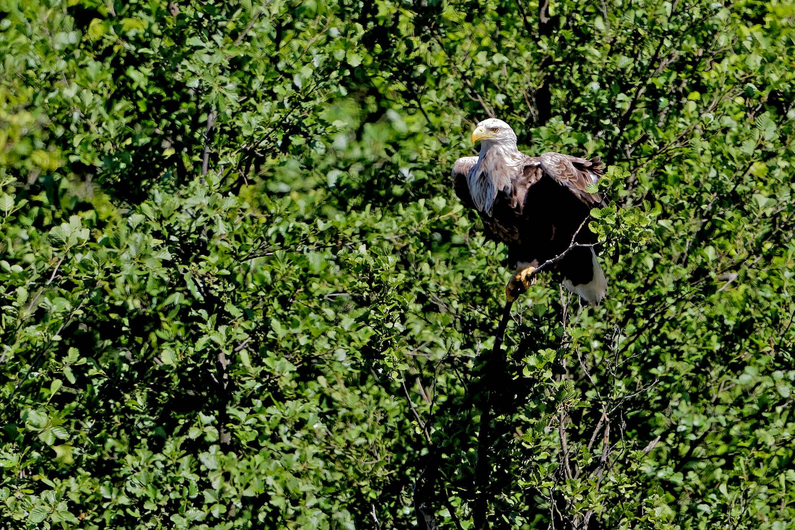 Seeadler