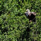 Seeadler