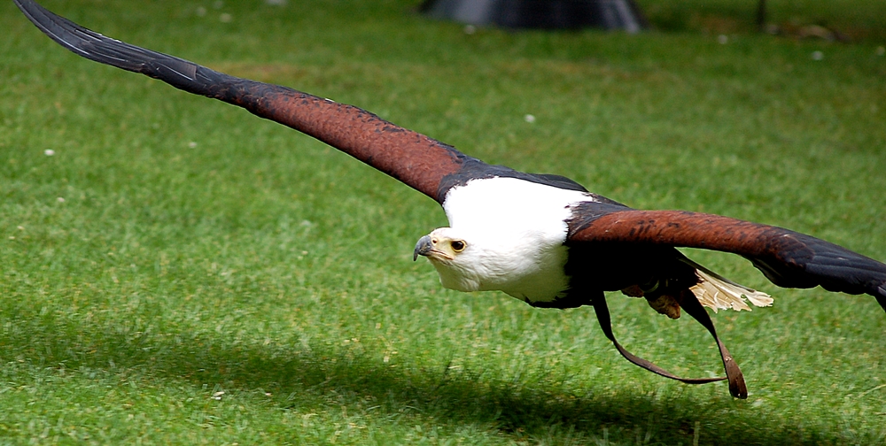 Seeadler