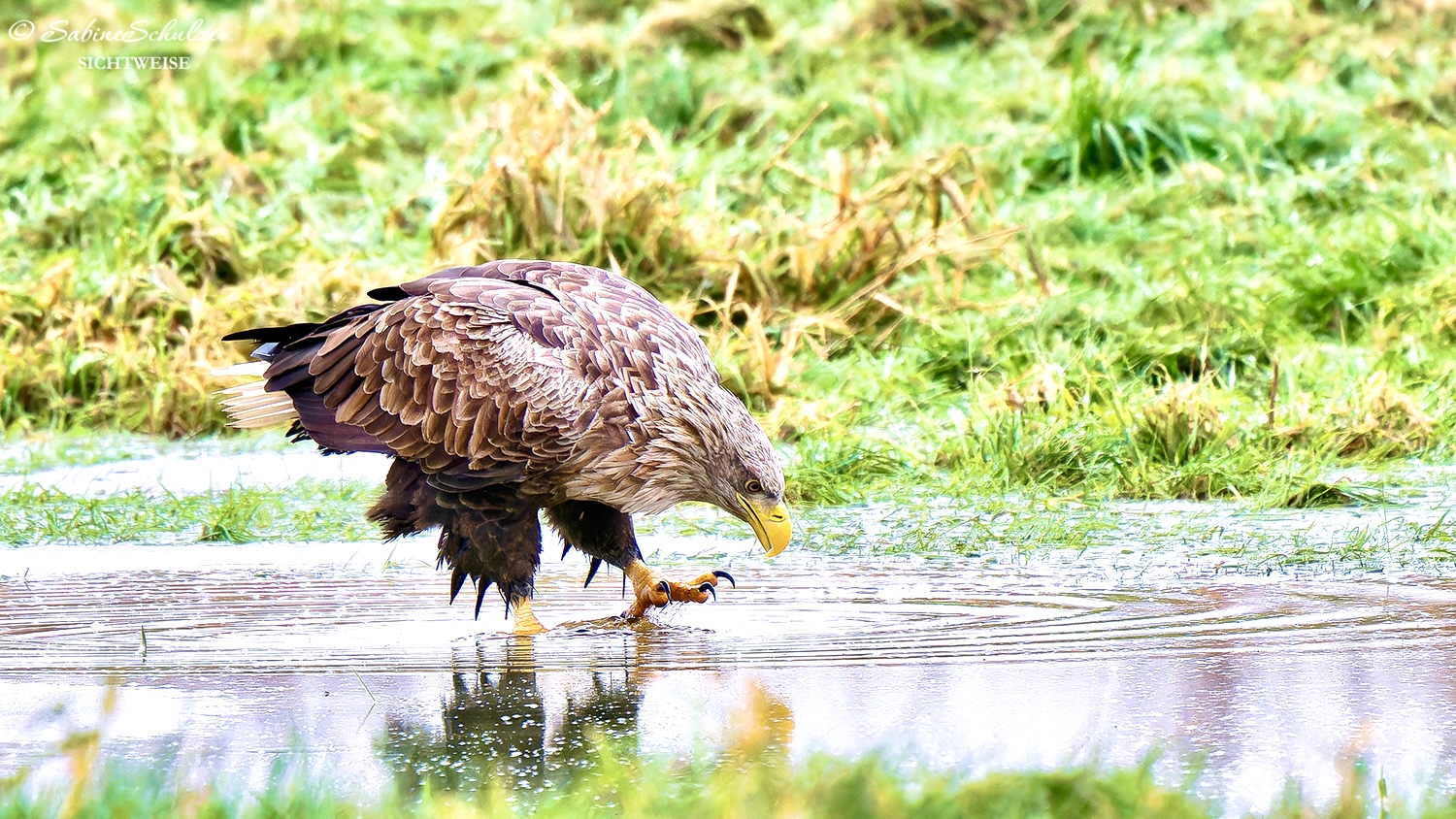 Seeadler (1)