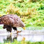 Seeadler (1)