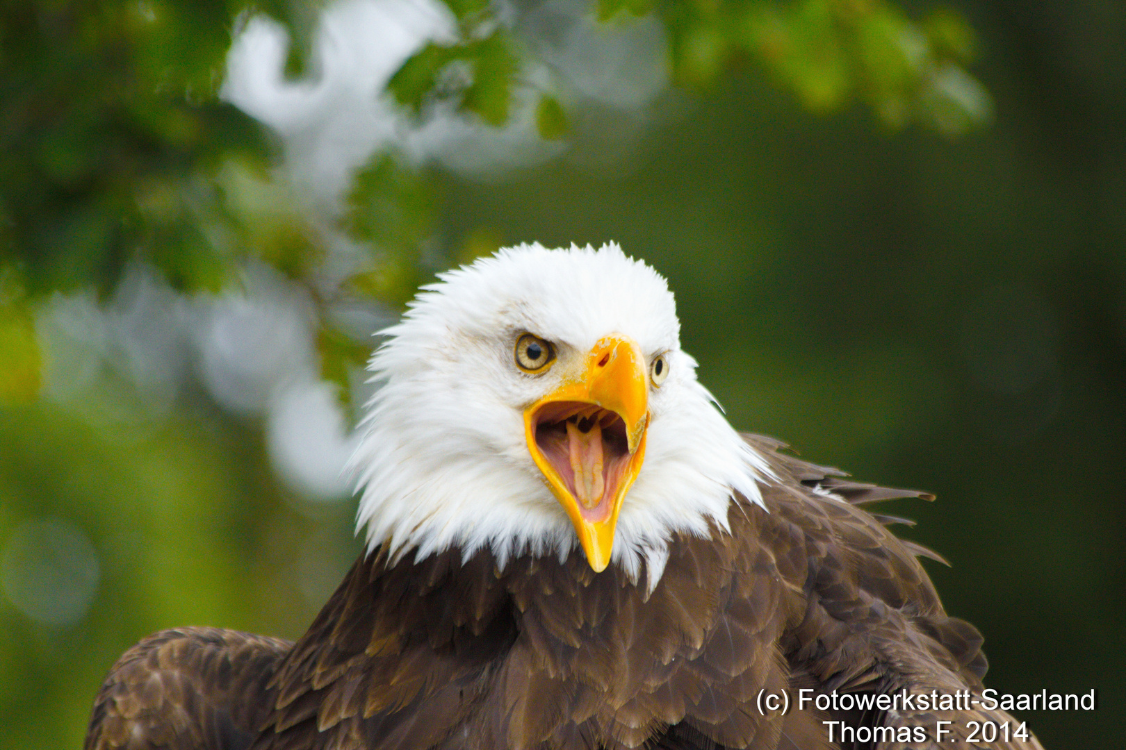 Seeadler #1