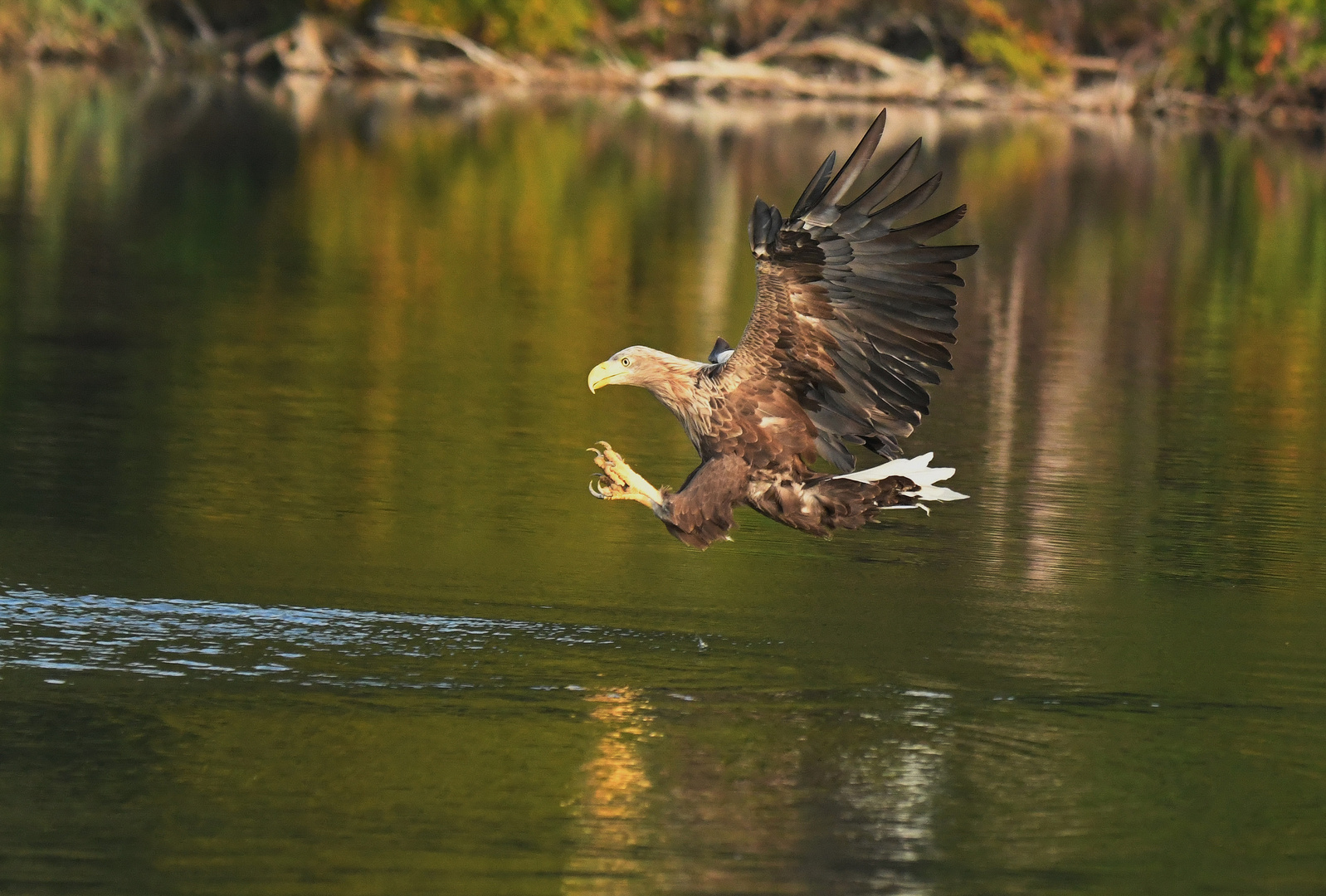 Seeadler 1