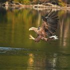 Seeadler 1