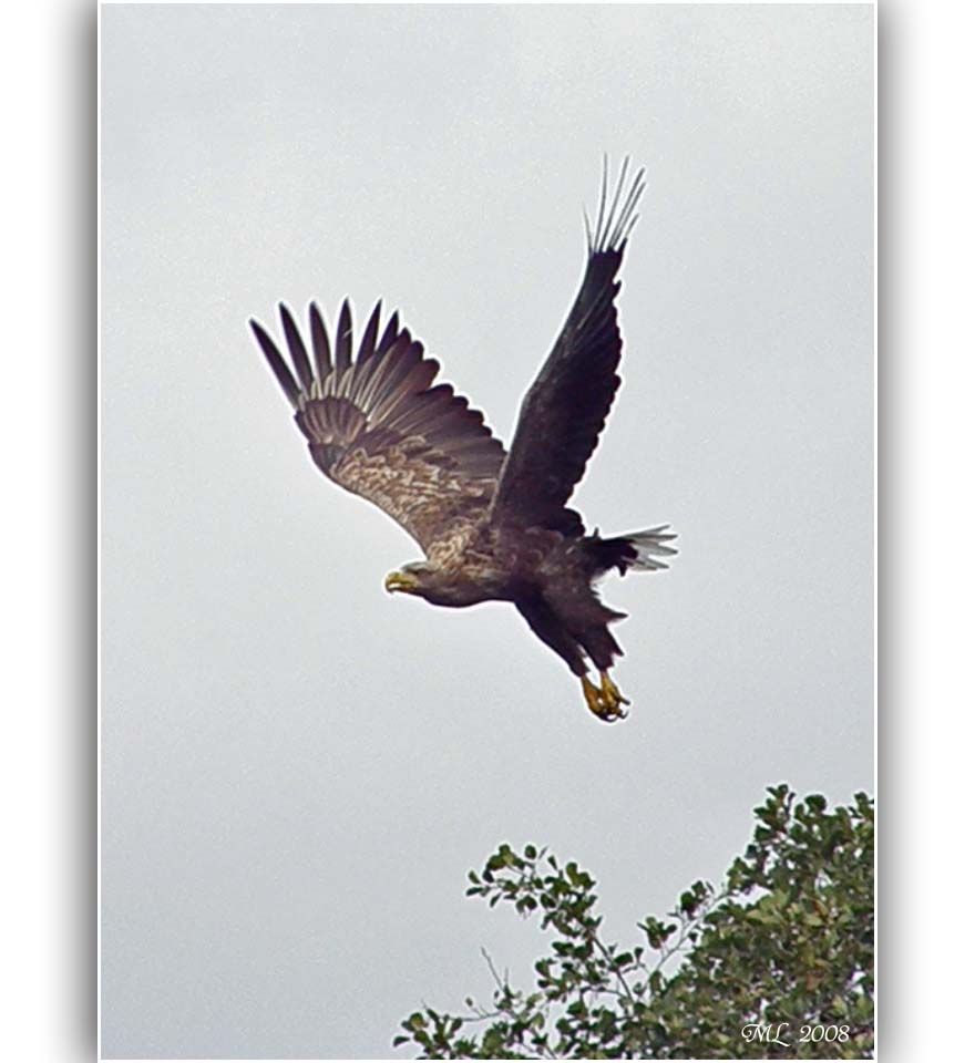 Seeadler 1