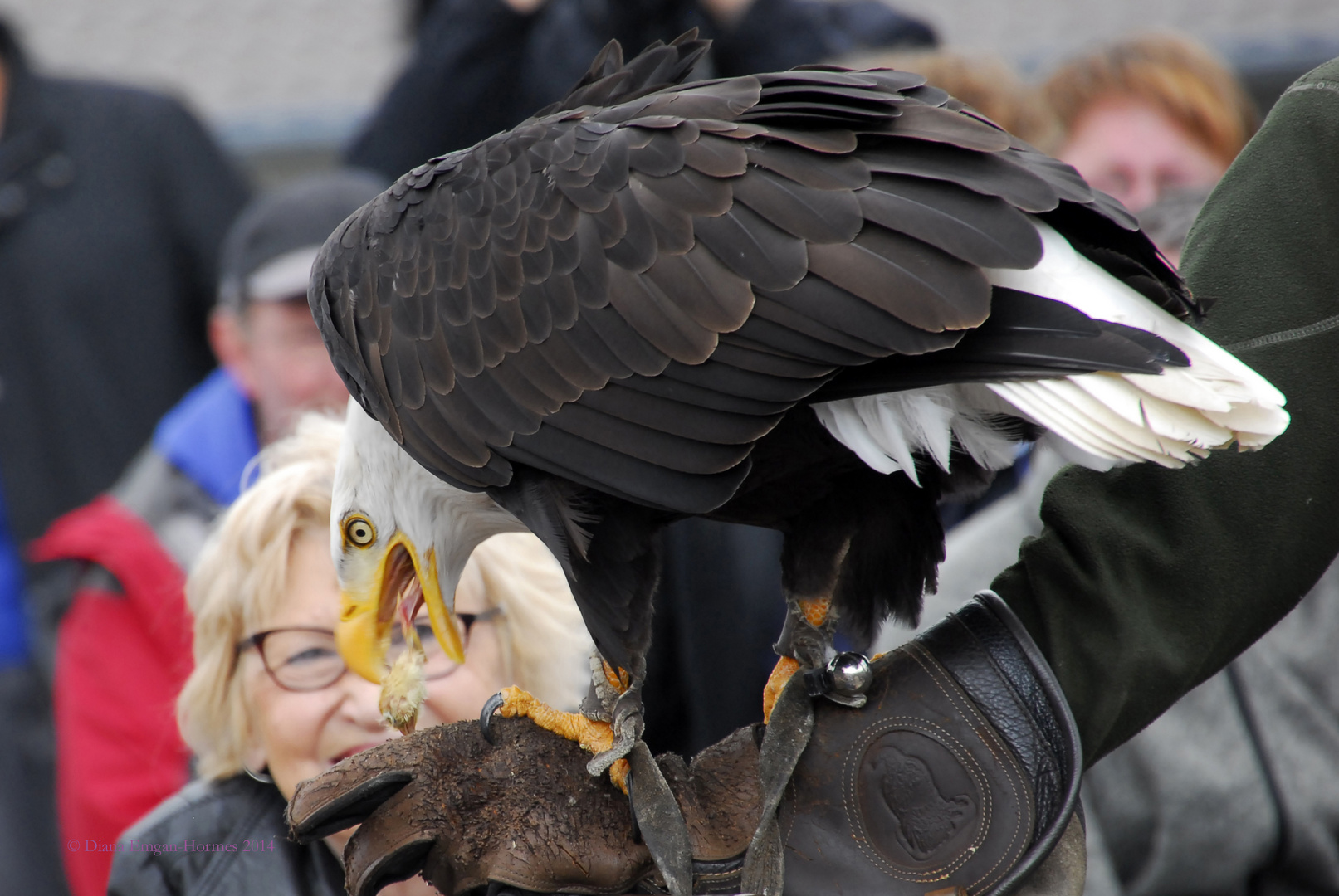 Seeadler 1