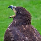 Seeadler 1