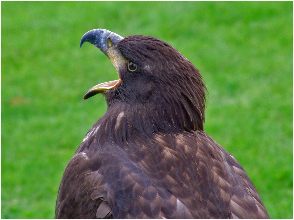 Seeadler 1