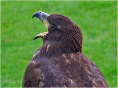 Seeadler 1