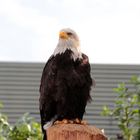 Seeadler 1