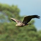 Seeadler 1