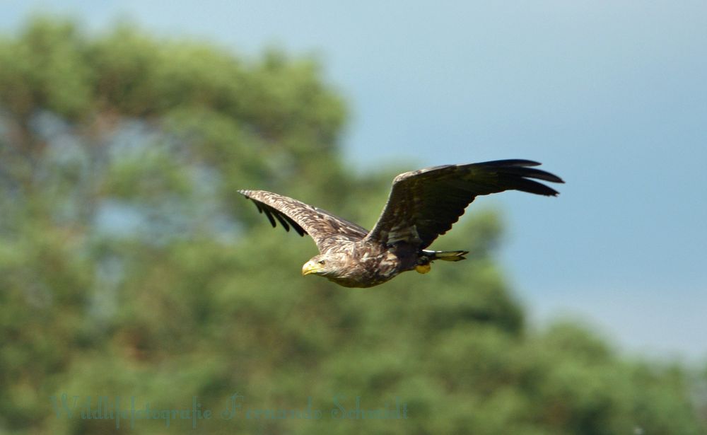 Seeadler 1