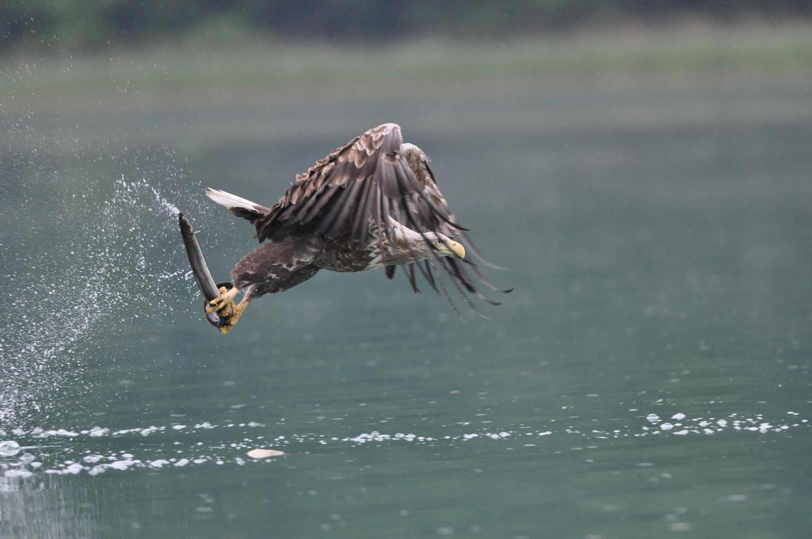 Seeadler 1