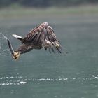 Seeadler 1