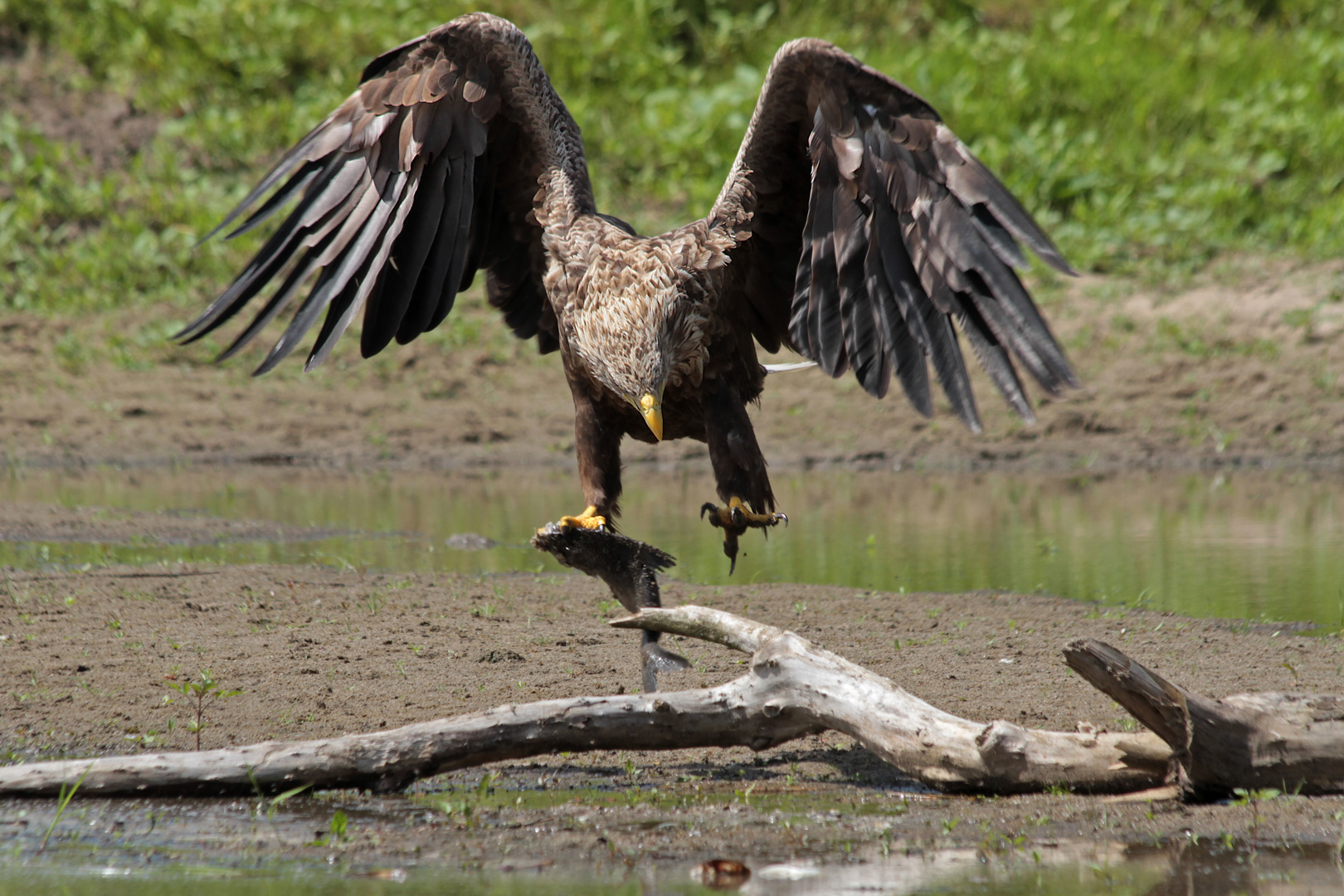 Seeadler 1.