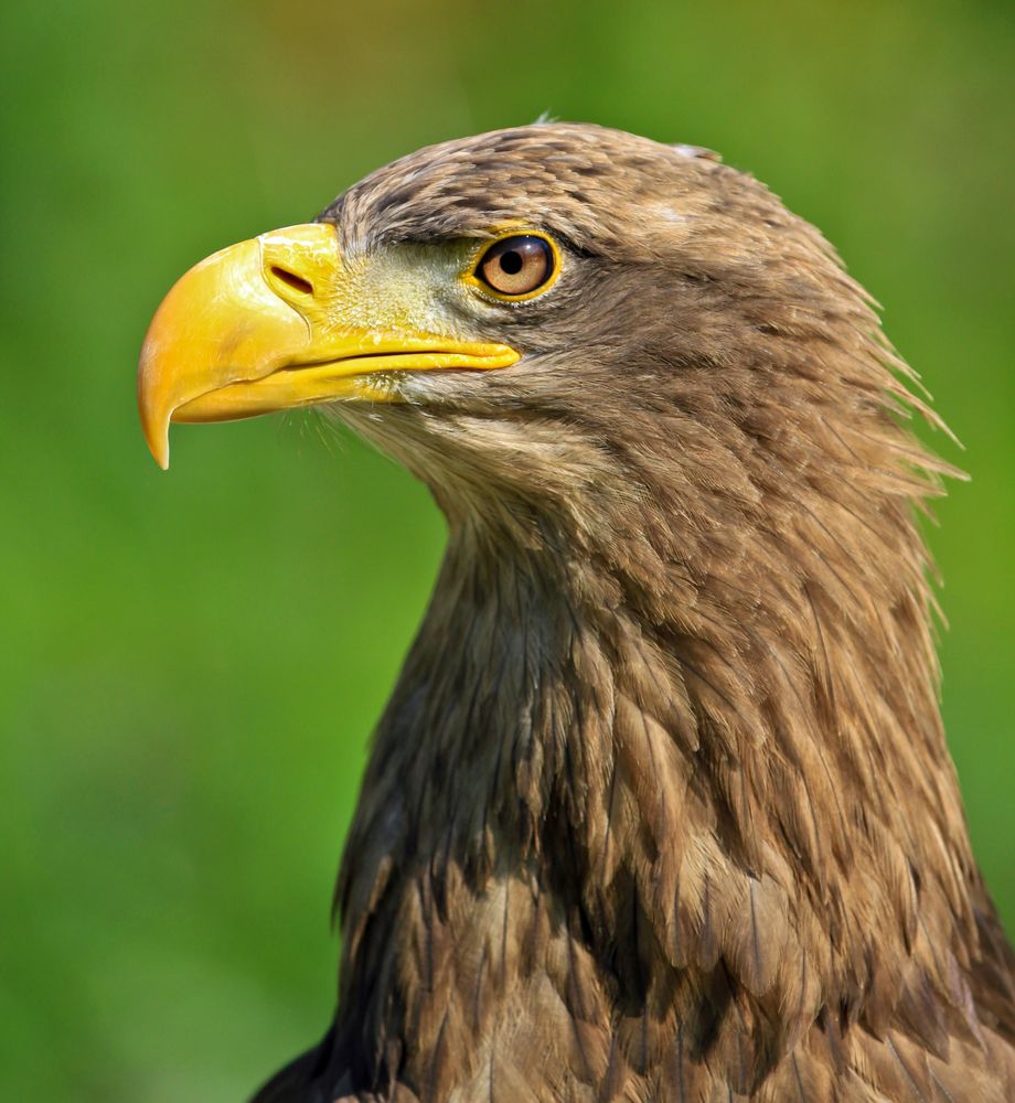 Seeadler 1