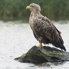 Seeadler 1