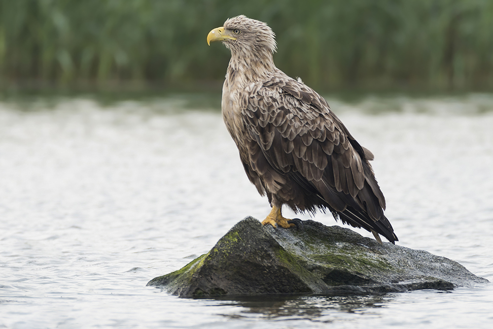 Seeadler 1