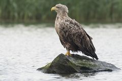 Seeadler 1