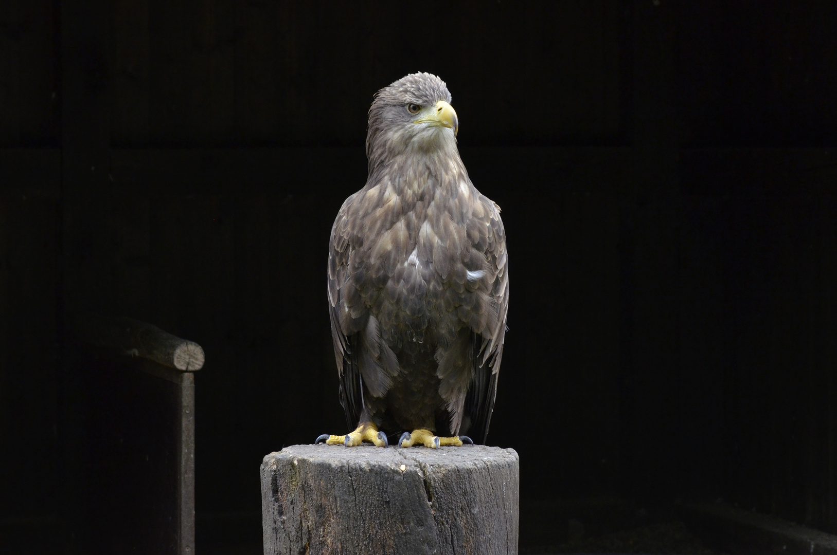 Seeadler #1