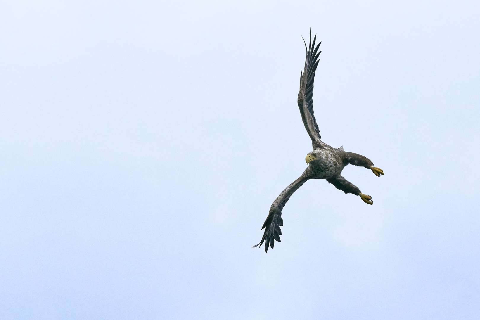 Seeadler 1