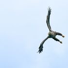 Seeadler 1