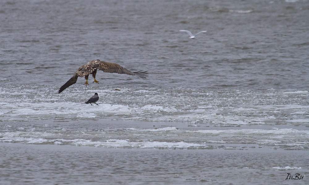 Seeadler 1