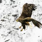 Seeadler (1 von 1)