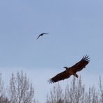 Seeadler