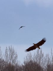 Seeadler