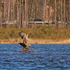 Seeadler