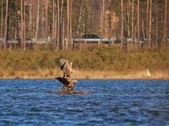 Seeadler