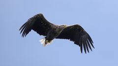 Seeadler