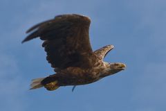 Seeadler