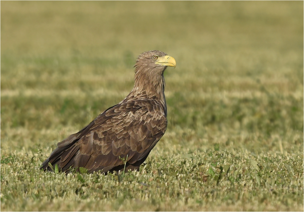 Seeadler