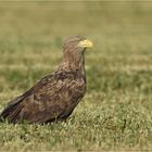 Seeadler