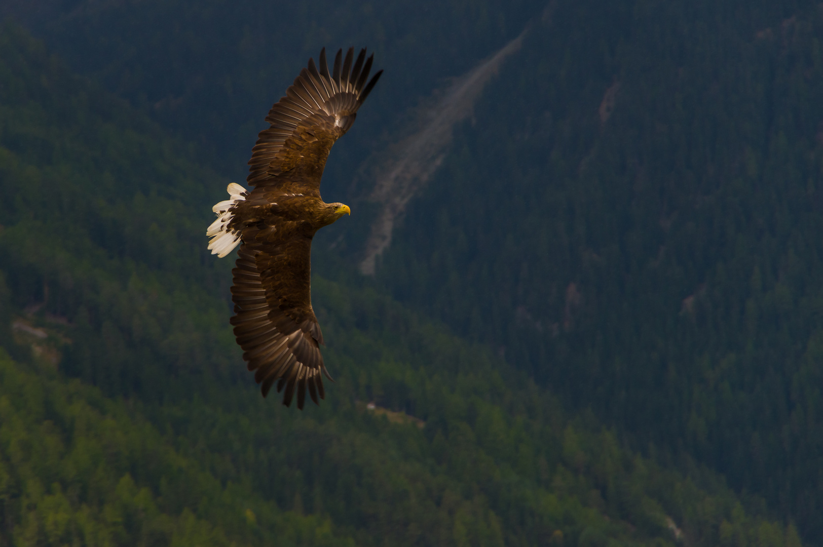 Seeadler