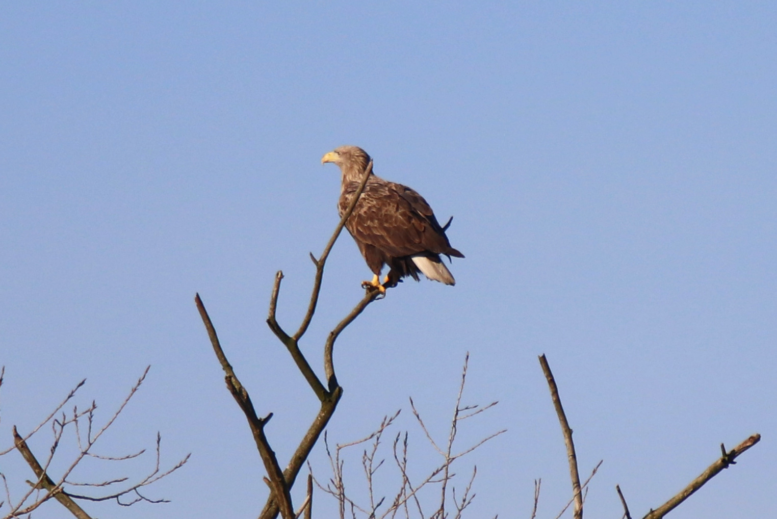 Seeadler