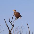 Seeadler