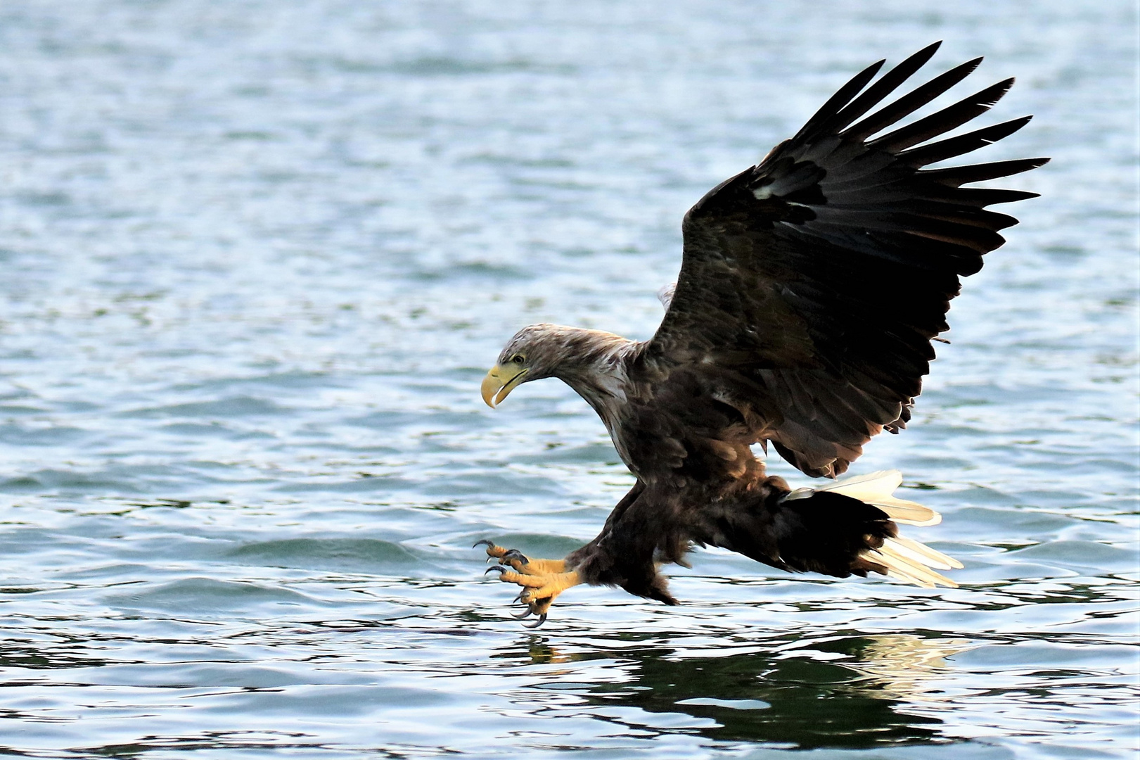 Seeadler