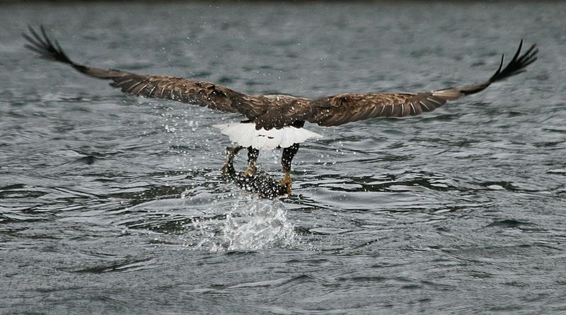 Seeadler