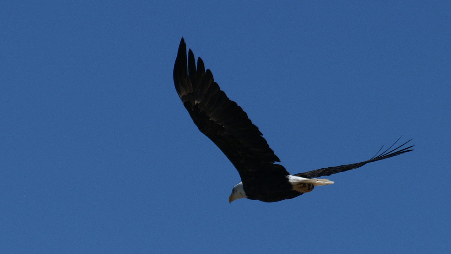 Seeadler