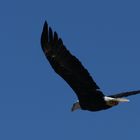 Seeadler