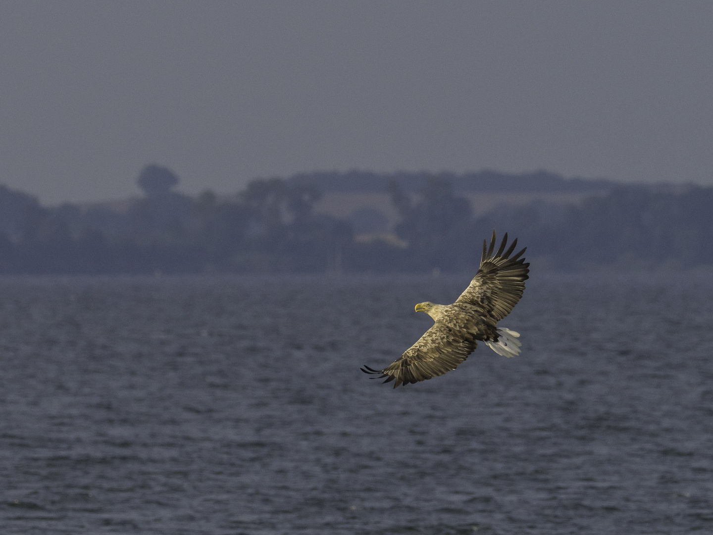 Seeadler