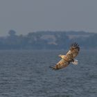 Seeadler