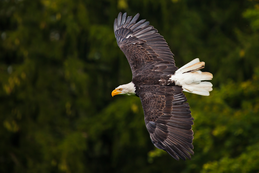 Seeadler