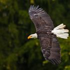 Seeadler