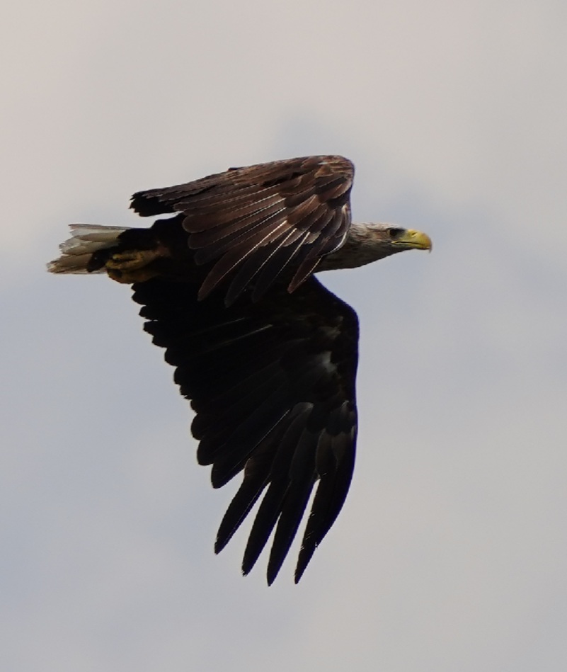 Seeadler 